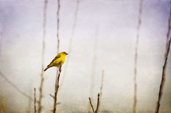 Bird Photography Small Yellow Bird Tree Branch Sky Home Decor 8x12 Print "Sweet Song"