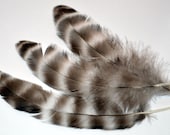 Feathers Barred Black and White Wing 50