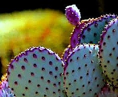 Opuntia Santa Rita Cactus Seeds