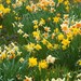 Jigsaw Puzzle "Daffodil Field" 16x20 500 pieces