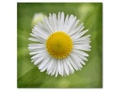 VIBRANT FLOWER ART, Photography, Daisy, Home Decor, Fine Art