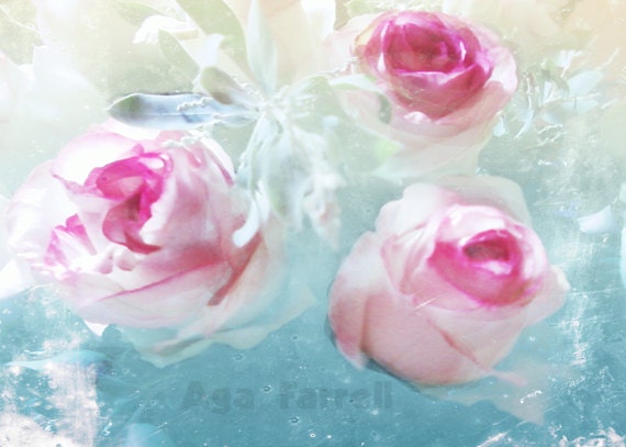Rose Print, Shabby Chic, Pink Roses, Rose Art, White Rose Petals, Theresa, Ice Blue, Fuchsia, 8x12, Rose Decor, Valentine Rose Photography