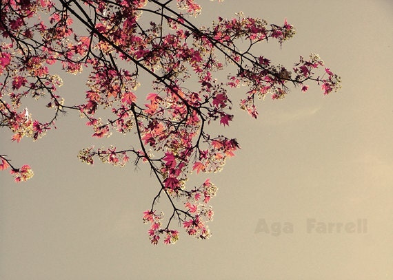 Maple Tree, Nature Photography - Breathe - Flower Blossom, Feminine, Tree Photography, Pink, Teal, Maple Leaf, Spring, 8x12