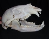 reserved for juan  black bear skull