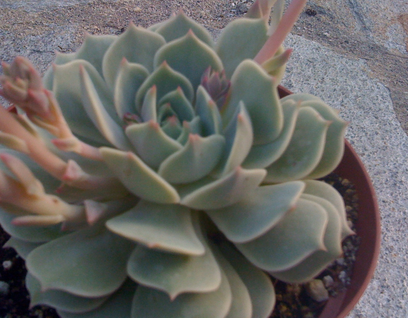 2 Echeveria LOLA, SUCCULENT PLANTS