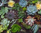 SUCCULENT PLANTS - 30 SUCCULENT Rosette Cuttings