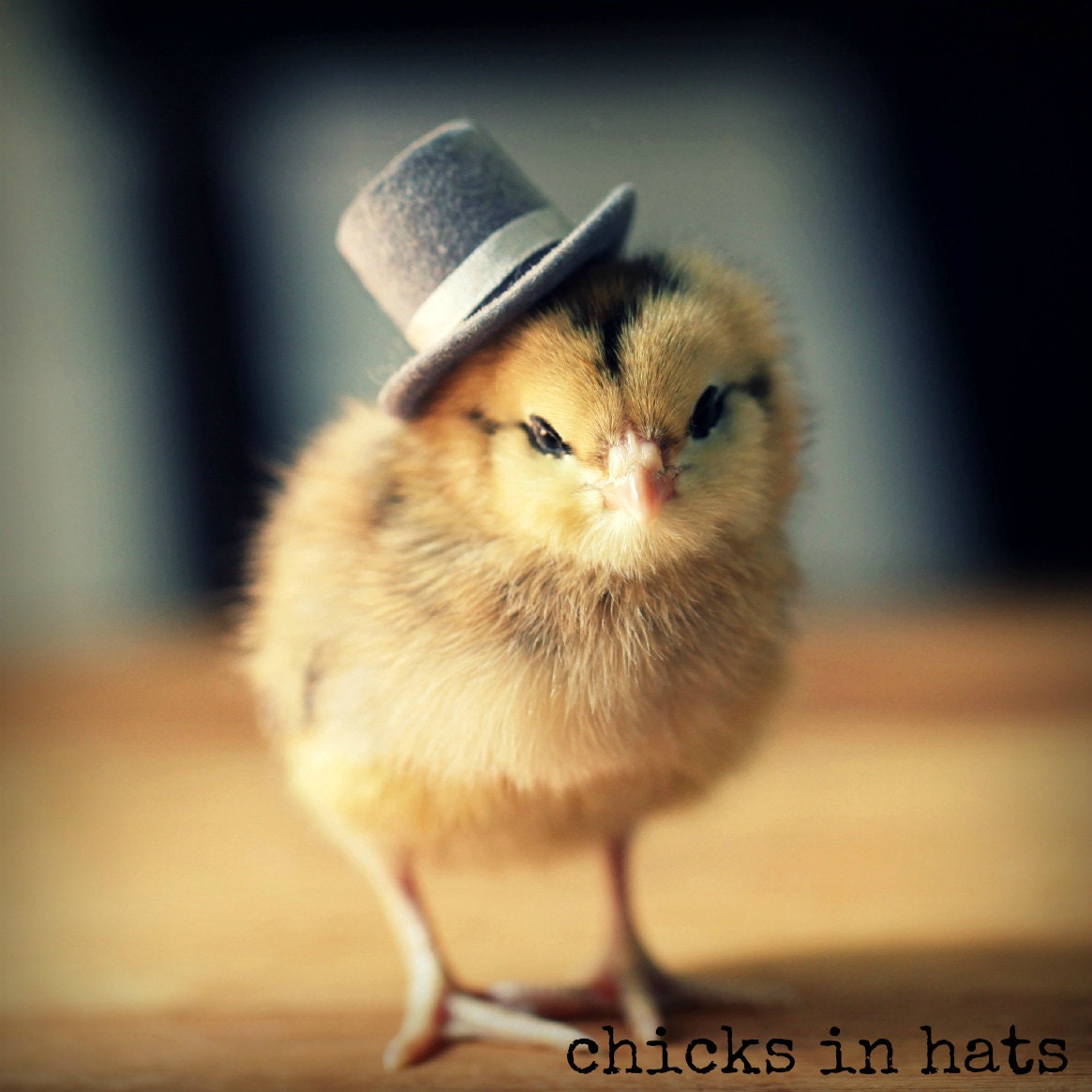 Note Card Chick in A Top Hat Folded Photo Greeting Card With Envelope (1)