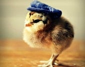 Greeting Card Chick in Newsboy Hat Folded Photo Note Card With Envelope (1)