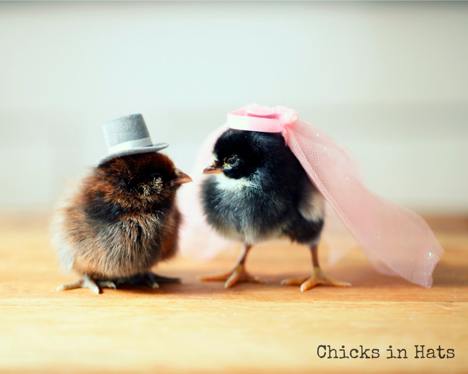 Photo Print 8x10 Two Chicks Pink Bridal Veil Wedding Top Hat Photograph