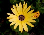 Fine Art Photography Print - Sunshine Daisy,Nature photography,spring,garden,summer,botanical,petals,vibrant,gift,bright yellow flower