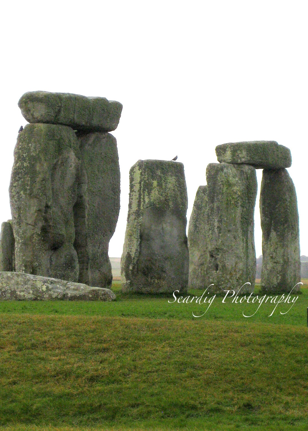 Bird on Stonehenge Photo UNESCO Heritage Site with Perched Bird Green Grey English Countryside England 5x7 Photograph Other Sizes Available.