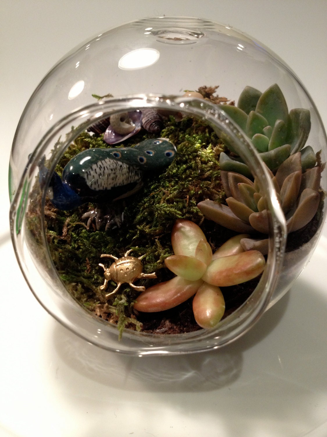 A Peacock in the Garden Succulent Terrarium
