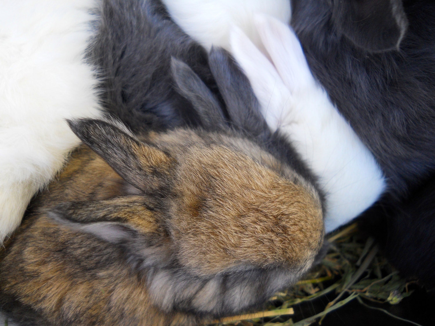 Furry Baby Bunny Rabbit Ears Photo Featured in GRIT Magazine