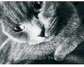 Photography Art Print British Blue Shorthair Domestic Animal Cat  - 11x17" - Printed to Order