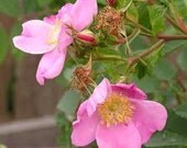 1/4oz Natural Wild Rose or Tea Rose Perfume Oil, Rose Fragrance Oil, Rose Scent