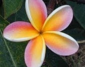 1/2oz Natural Plumeria Perfume Oil, Plumeria Fragrance Oil, Plumeria Essential Oil, Plumeria Scent