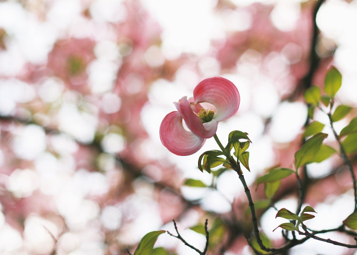 Home Decor: Pink Dogwood Blossom Fine Art Photograph 8x10