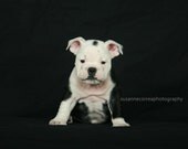Bulldog, english bulldog, dog, bubbles, animals, pets, fine art photography, home decor, dog lover