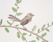 Wren-tit Original - thenaturalline