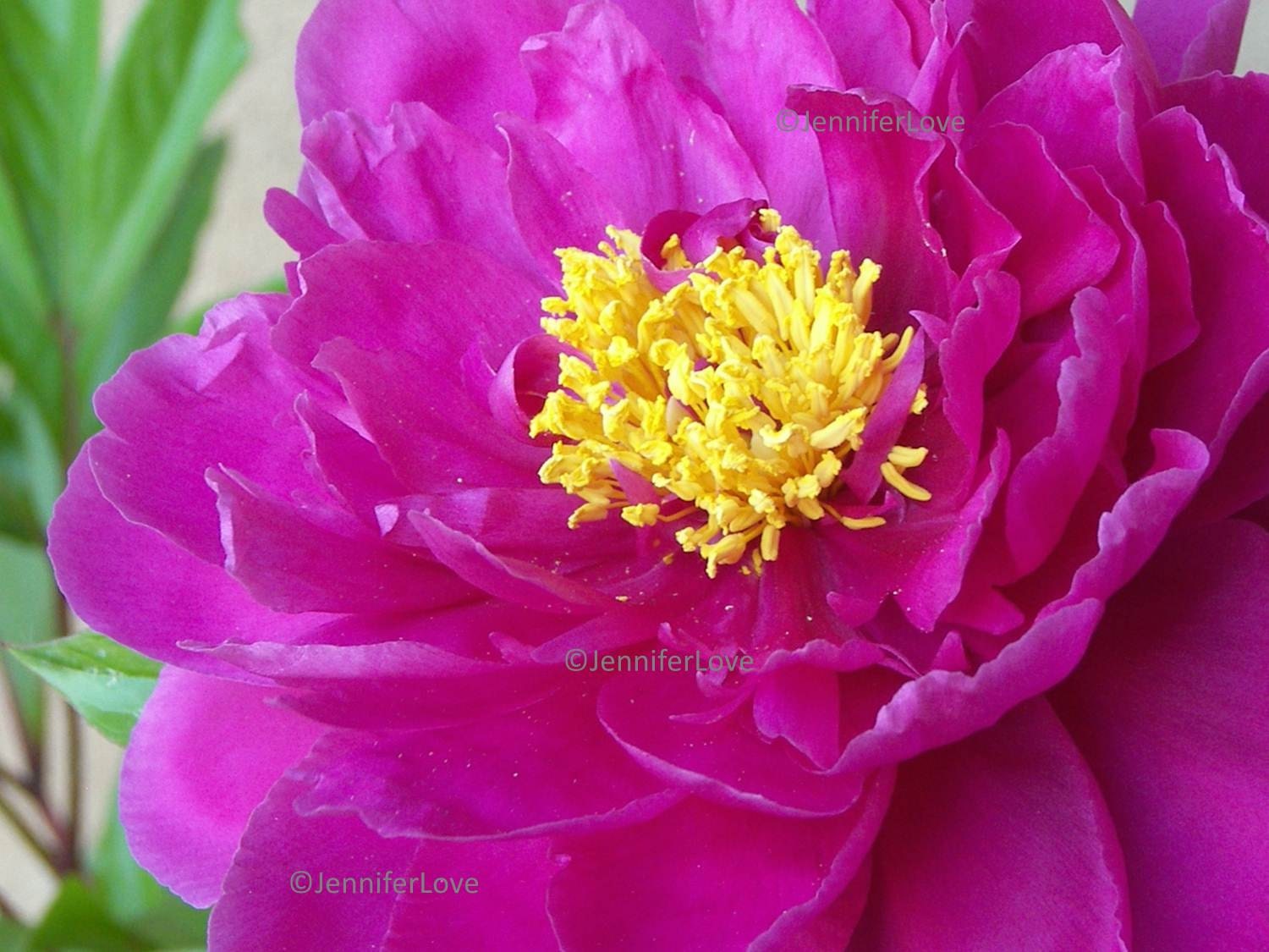 Matted Photo Print - Jennifer Love Artwork Bright Peony SFA EBSQ 5 x 7