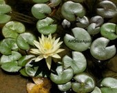 Yellow Water Lily Photograph, Nature Flower and Water 8 x 10, Spring and Summer Gift Under 20