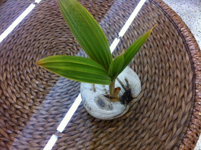 Key West Coconut Sprout