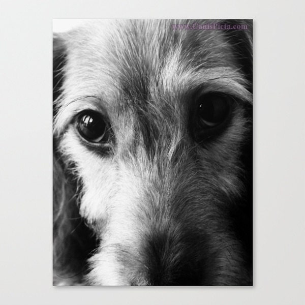 Wire Hair Dachshund Print - Black & White Photograph (8" x 10") - Wall, Art, Home, Decor, Dachshund, Wiener Dog, Doxie, Pet