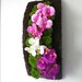 Plant picture(board) " My Orchids "