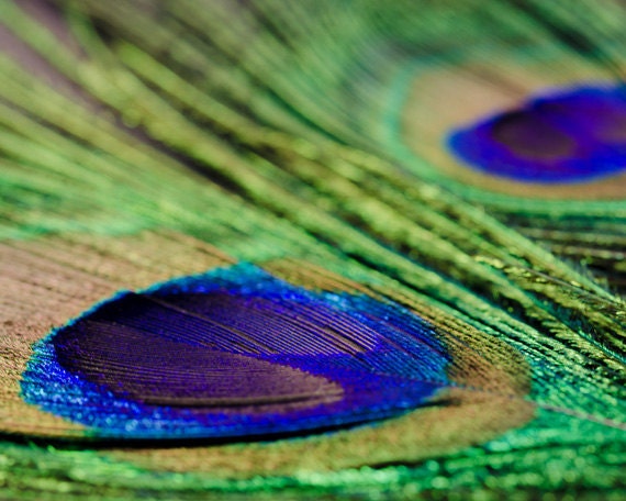 Vibrant Peacock Feather Macro, 8x10 Fine Art Photography Print, Teal, Turquoise, Blue, Green, Brown, Home Decor