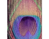 Peacock Feather Photo, 8x10 Fine Art Photography Print, abstract, green, purple, teal, turquoise, golden brown.