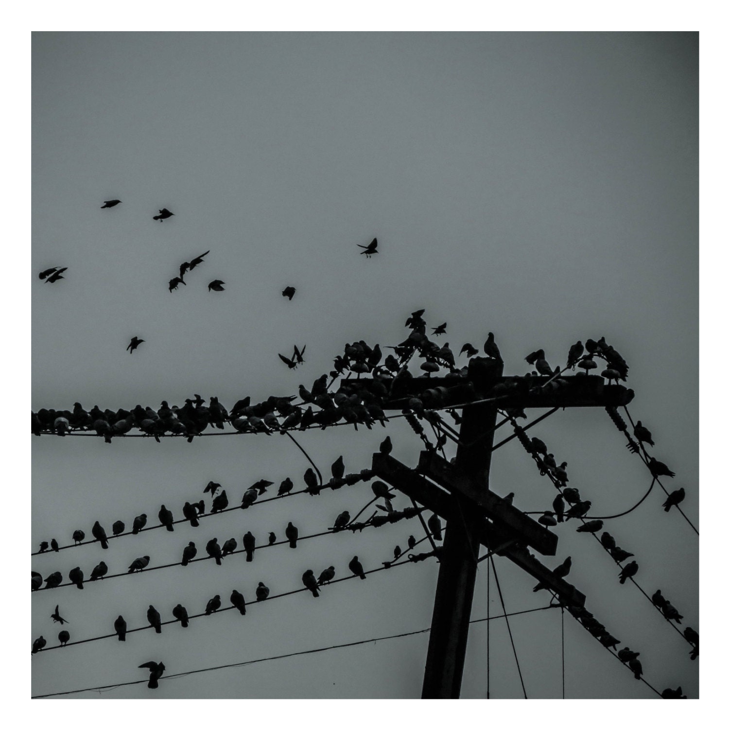 Birds on Telephone Wire - 6x6 photographic print