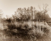 Winter Reeds 2, 8 x 10 Photograph, Sepia, Black and White, Nature, Classic, Minimalist, Textured, Landscape