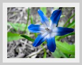 Fine Art Photograph: "Blue Star" 8x10 print, Flower, Spring, Summer