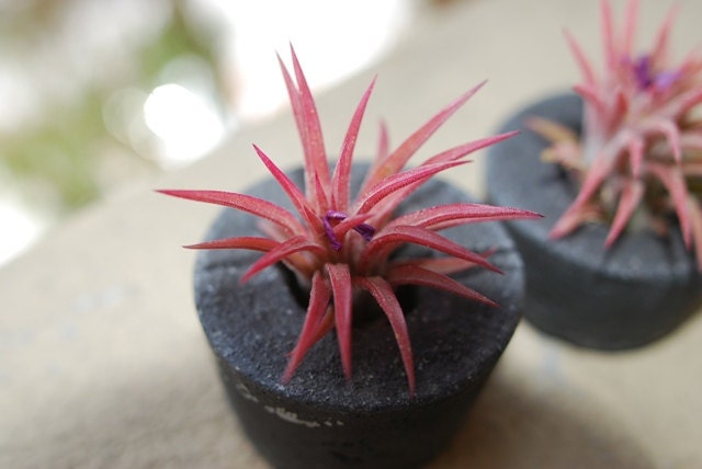 Concrete Air Plant Containers - Set of 2 - Air Plant Holder - Concrete Planter