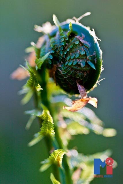 5x7 Fern Fiddle Head Woodland Photograph