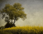 11x14  Print of  Tree in a Canola Field