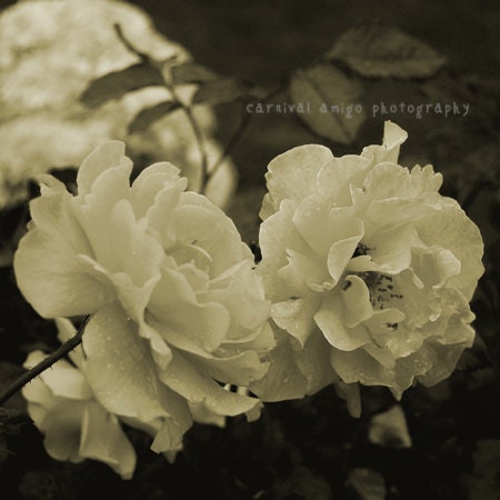 Sofia - 4x4, 5x5, 8x8 - fine art print, wall decor - travel photography, white, sepia, rose, flowers, nature, Europe
