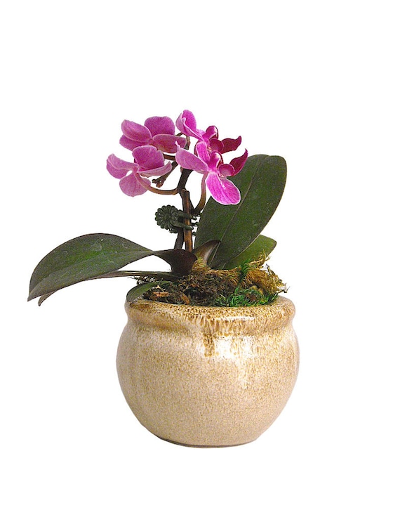 Buy plants wedding gifts - Wedding Favors Live Miniature Orchid Plant Pink Phalaenopsis Pots 4 Color Choices  6" Tall