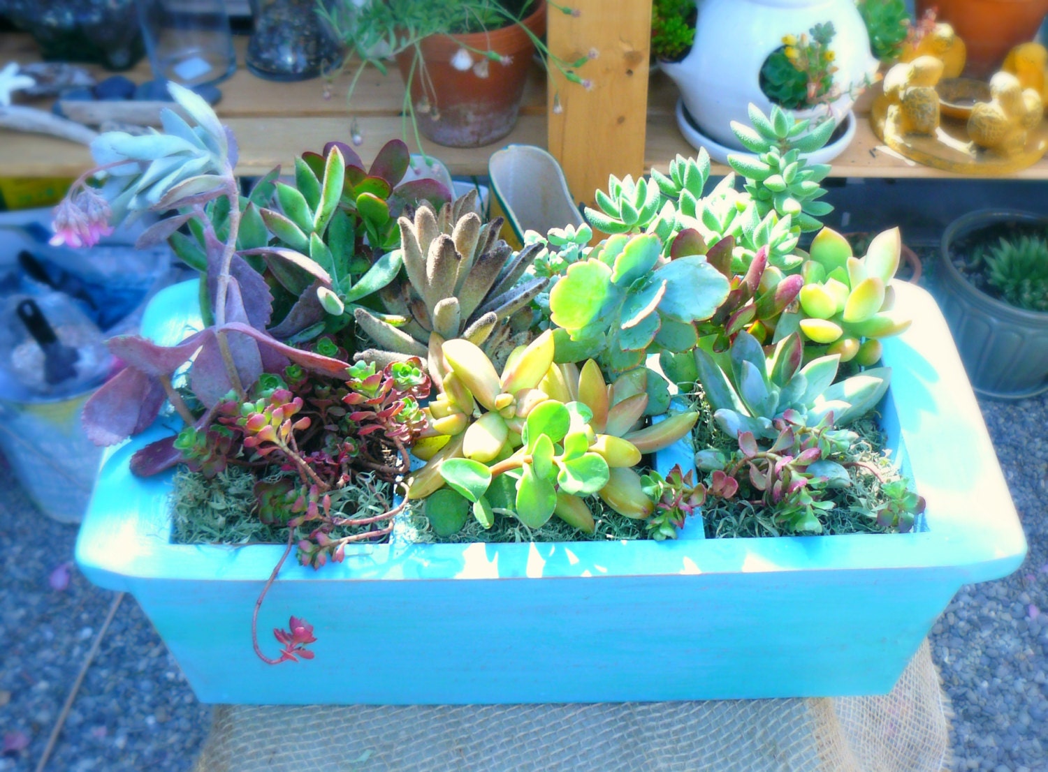 Shabby Chic Succulent Centerpiece, Custom Designed Succulent Centerpiece, Succulent Wood Planter, Succulent Planter, Plants and Edibles