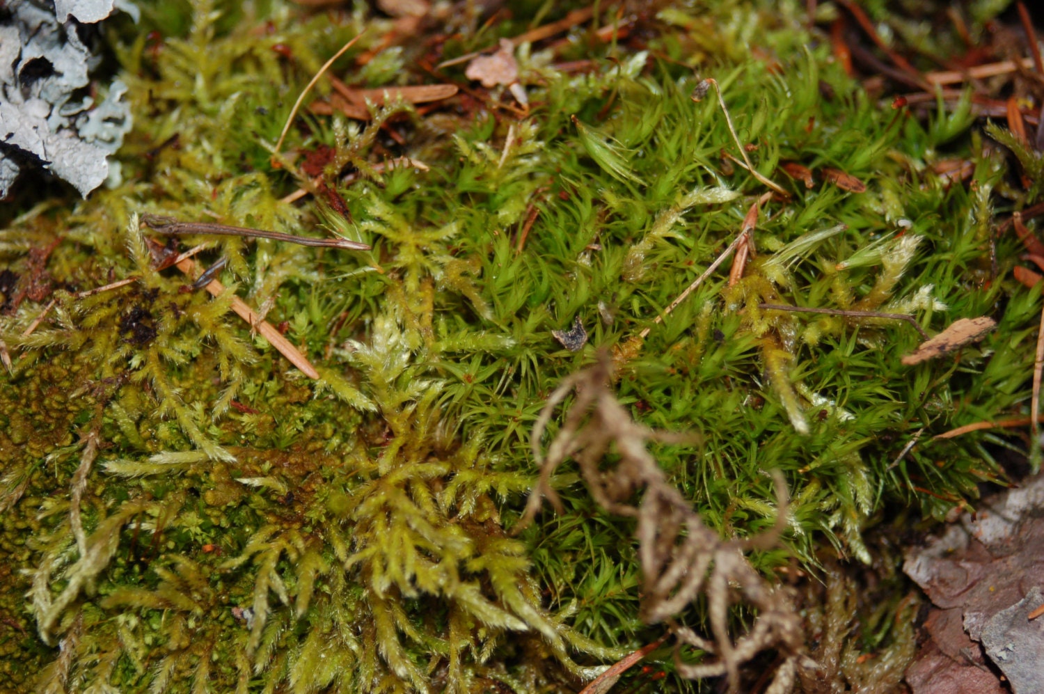 Fairy Garden, Terrarium Living Moss, Terrarium Plants, Miniture Garden Plant, Fairy Garden Moss, Montana Moss
