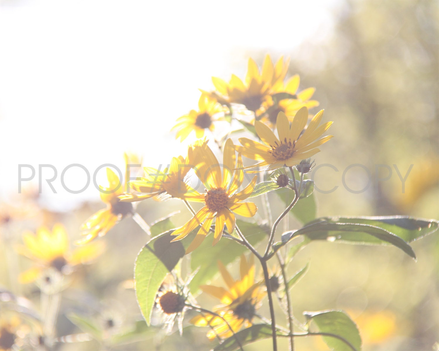 Summer Daisy - Daisy Collection One - Nature Photography - 8x10 Art Print