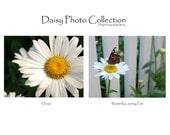 Photo Sale , Daisy Photo Collection , Wall Art , Flower Photography , Butterfly Art , Photo , Digital Photographs