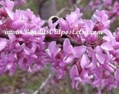 A sweet pink summer blossom abstract nature photography instant digital download