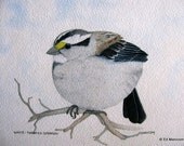 White Throated Sparrow - 5X7 Archival Giclée Print - Watercolour Archival Print - Brown, Black, Blue Sky