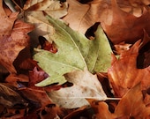 Nature Photography - 8x10 Fine Art Print, Fallen Autumn Leaves Photo, Green, Brown, Orange, Leaf Photography - Wall Art, Home Decor
