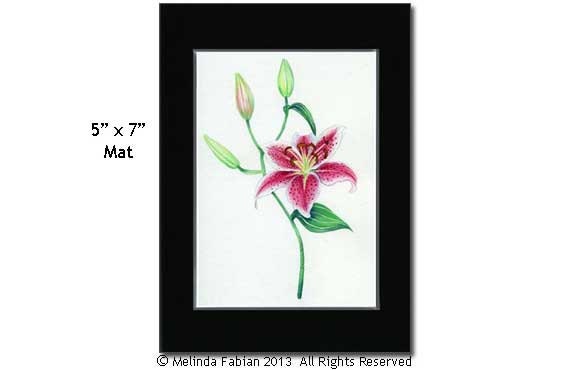 Lily Flower Art Print from Original Watercolor Painting in a 5 x 7 Mat with Print of Pink and White Lily