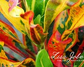Colorful Croton Leaves - LisaKerleyJobe