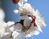 Fine Art Print 8x8 Apricot Blossoms Nature Flowers Plants FREE SHIPPING