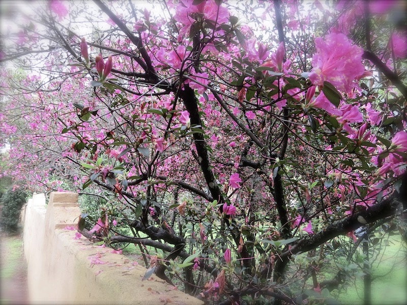 Nature Photography, Garden Photography, Fine Art, Springtime, Cottage Chic, Farmhouse Decor, Pink Blossoms, Landscape, Art Print