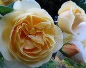Yellow English Rose 'Graham Thomas' Original Signed 5 x 7 Nature Photograph in Beveled White 8 x 10 Mat with Backing